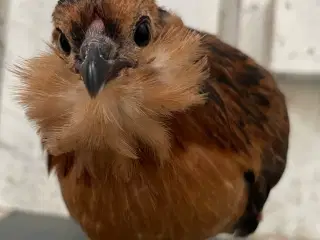 Antwerpener skæghøns 