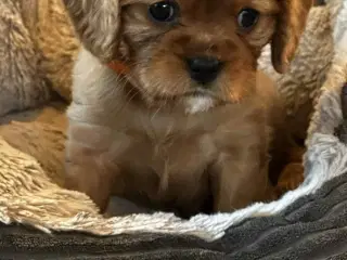 Cavalier King Charles