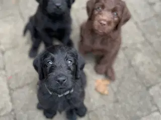 💕Labradoodle-hvalpe💕