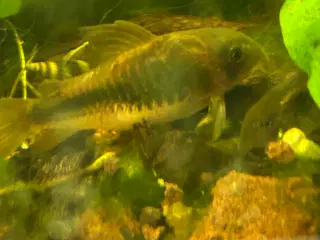 🐟 Kobber pansermaller 3-4 cm  | Afhent Viby J