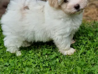 Coton de tulear