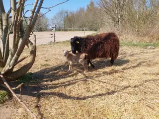 Islandsk får