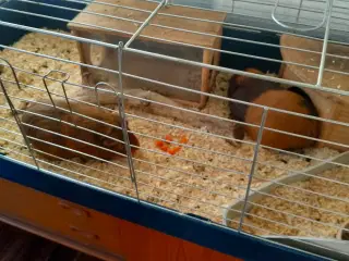 To han marsvin søger nyt hjem