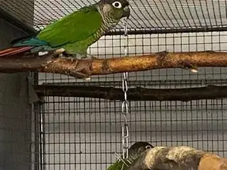 1,1 grønkindet conure