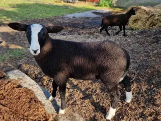 Zwartsbles gimmer og vædderlam sælges M 3