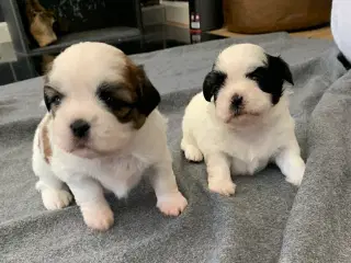 Shih Tzu hvalpe sælges