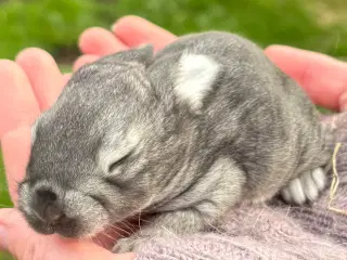 FRANSK VÆDDER HAN CHINCHILLA