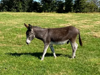 Æselhingst