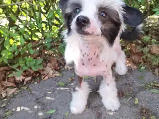 Chinese Crested (Allergivenlig) med DKK stambog  