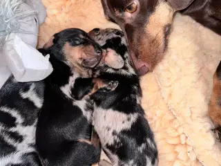 Korthåret gravhund