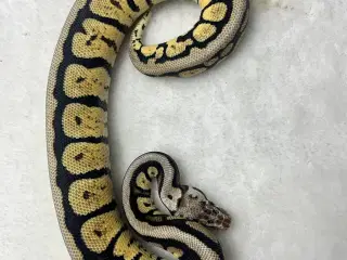 Kongepython