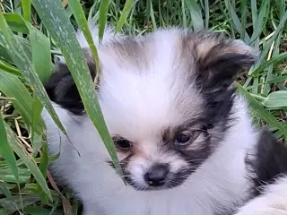Chihuahua og pomeranian hvalpe