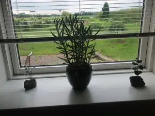 Potteplante / skulturer