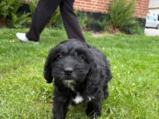 Sødeste cockapoo hvalper