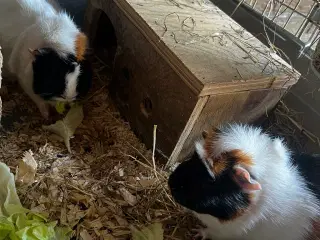  2 dejlige grisebasser 