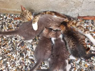 Kattekillinger 
