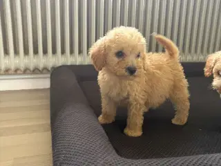 Cavapoo