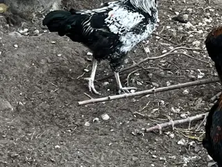 Haner søger ny flok