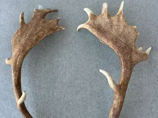 Store flotte kastestænger fra dåhjorte sælges