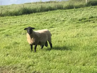 Suffolk avlsvædder sælges 