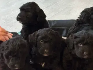 Kærlige sjældne bernedoodles 