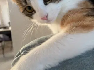 Sød hun kat søger nyt hjem