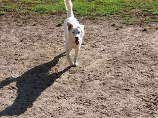 Schæfer/border collie 