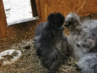 Kyllinger silkehøns / rugeæg 