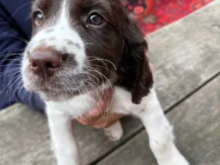 Engelsk Springer Spaniel