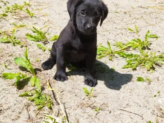 Labrador Hvalpe - Jyllands kønneste piger 