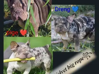 Fransk bulldog. NEDSAT!