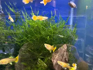 Metalilc yello guppy