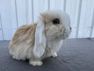 Dværgvædder/Mini lop Hankanin 