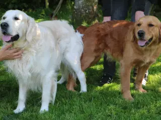 Verdens smukkeste Golden Retriever hvalpe til salg