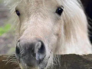 Mini Palomino Hingst ( snart Vallak)