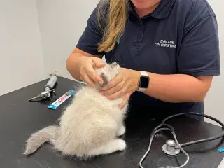 Ragdoll killinger, vaccinerede + sundhedsbog