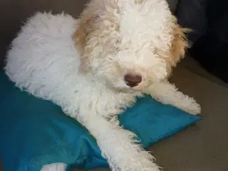 Lagotto Romagnolo hvalp