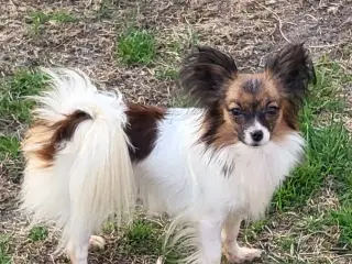 Papillon Tæve
