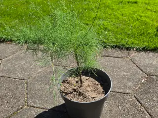 Tamarix