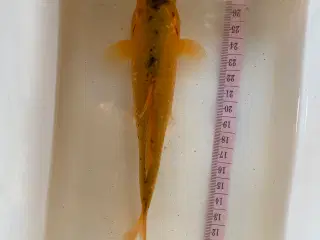 Koi karper 