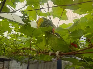🦜 Double Yellow Head Amazon par søger nyt hjem 🦜