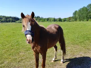 Welsh Pony vallak 