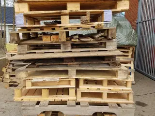 Gratis Paller træ