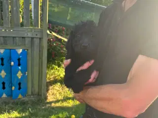 Golden Doodle 