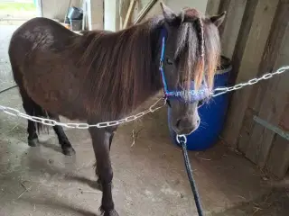 Miniature shetlænder