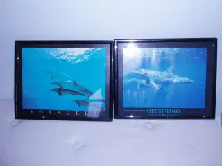 Delfinbilleder