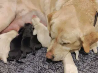 Labrador hvalpe formel 1