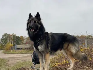 Sælger vores dejlig hundevalpe