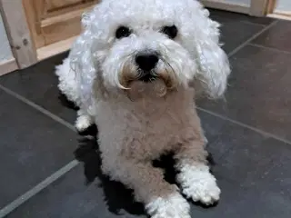 Bichon frise tilbydes til avl