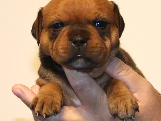 Staffordshire Bull Terrier DKK